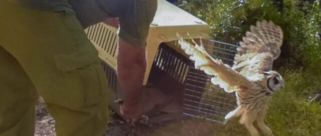 FACHINAL: Liberaron un tucán y un lechuzón rehabilitados en el Parque El Puma