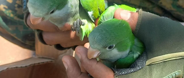 APÓSTOLES: Rescatan loros silvestres ofrecidos en redes sociales