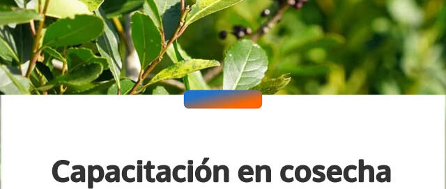 Capacitación en cosecha de yerba mate reunió a productores en Apóstoles